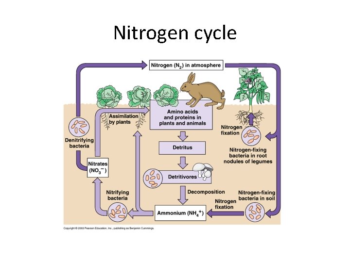 Nitrogen cycle 