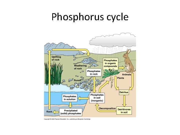 Phosphorus cycle 