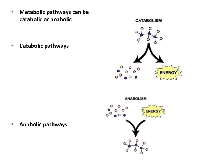  • Metabolic pathways can be catabolic or anabolic • Catabolic pathways • Anabolic