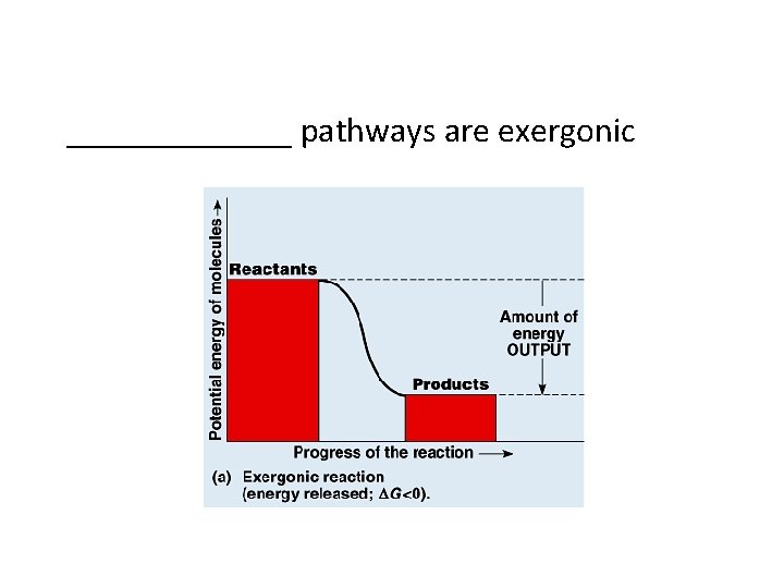 _______ pathways are exergonic 