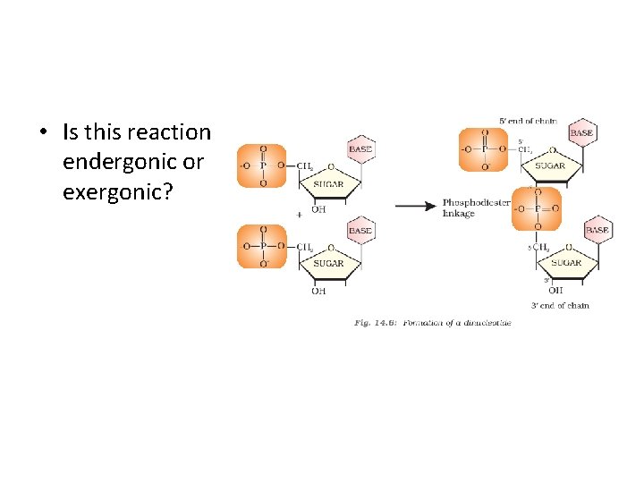  • Is this reaction endergonic or exergonic? 