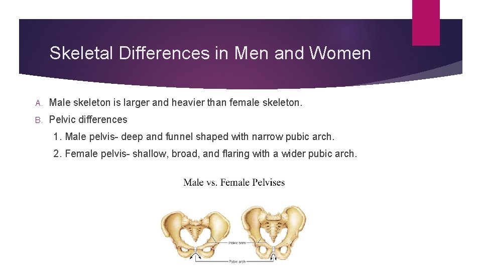Skeletal Differences in Men and Women A. Male skeleton is larger and heavier than