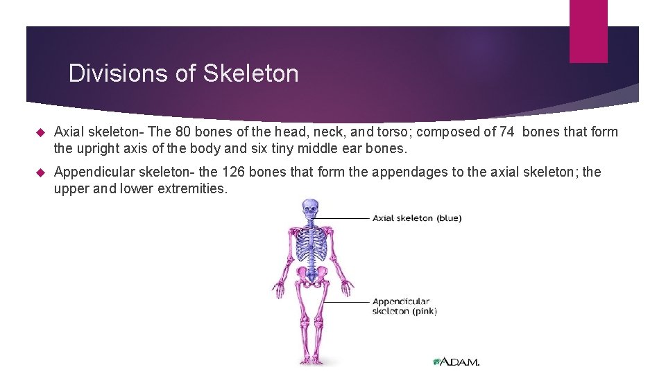Divisions of Skeleton Axial skeleton- The 80 bones of the head, neck, and torso;