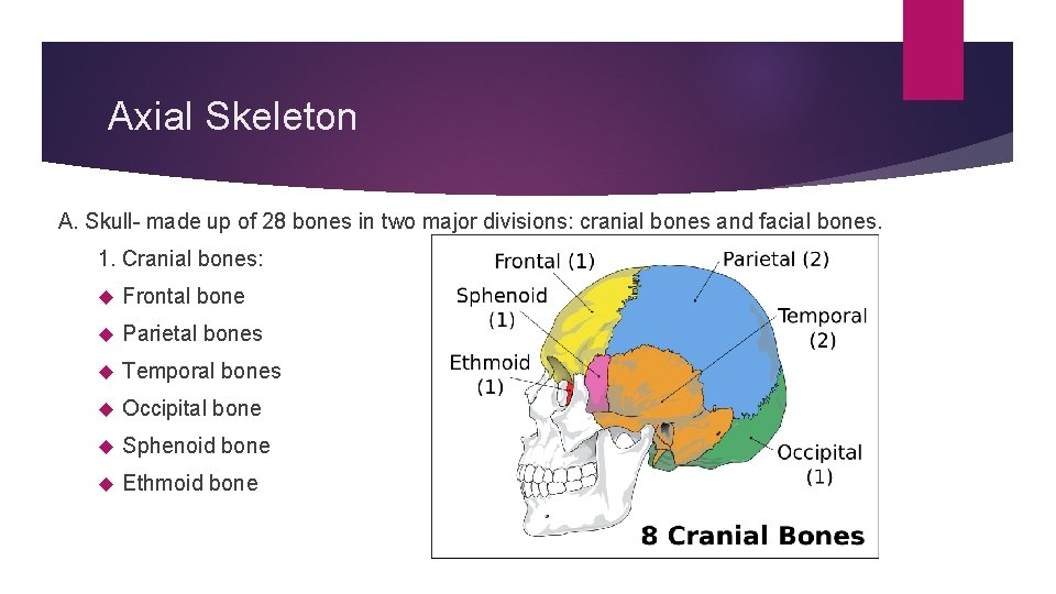 Axial Skeleton A. Skull- made up of 28 bones in two major divisions: cranial
