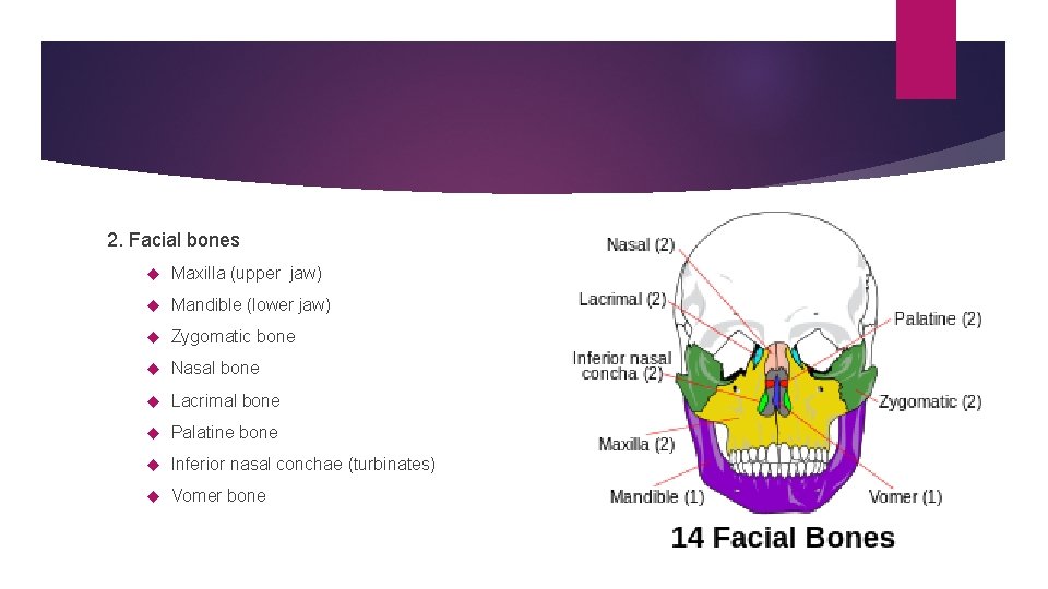 2. Facial bones Maxilla (upper jaw) Mandible (lower jaw) Zygomatic bone Nasal bone Lacrimal