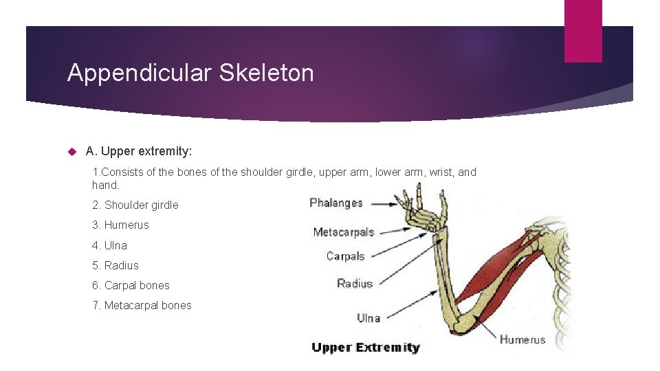 Appendicular Skeleton A. Upper extremity: 1. Consists of the bones of the shoulder girdle,