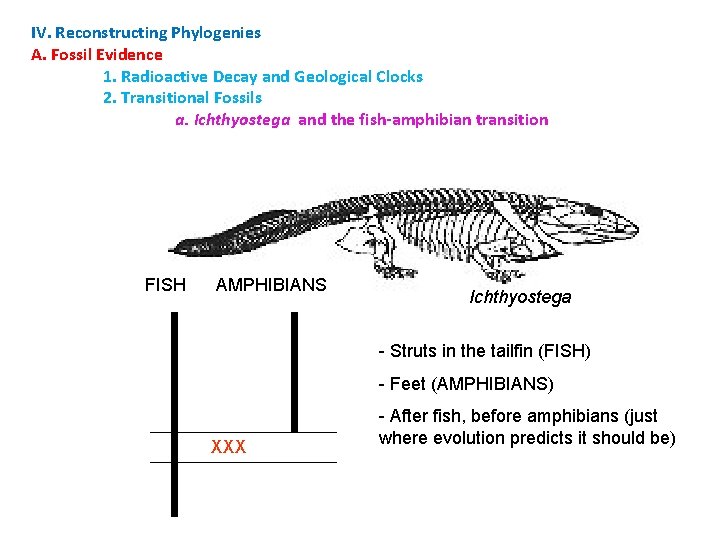 IV. Reconstructing Phylogenies A. Fossil Evidence 1. Radioactive Decay and Geological Clocks 2. Transitional