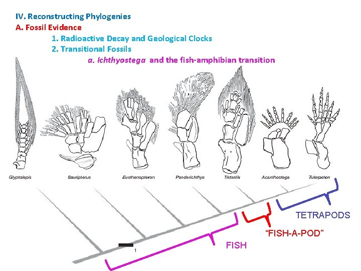 IV. Reconstructing Phylogenies A. Fossil Evidence 1. Radioactive Decay and Geological Clocks 2. Transitional