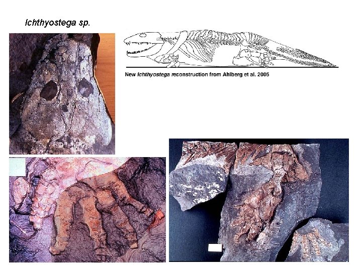 Ichthyostega sp. 