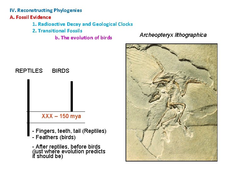 IV. Reconstructing Phylogenies A. Fossil Evidence 1. Radioactive Decay and Geological Clocks 2. Transitional