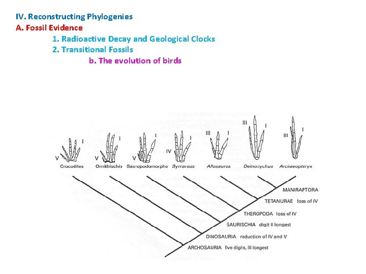 IV. Reconstructing Phylogenies A. Fossil Evidence 1. Radioactive Decay and Geological Clocks 2. Transitional