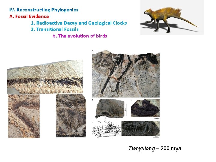 IV. Reconstructing Phylogenies A. Fossil Evidence 1. Radioactive Decay and Geological Clocks 2. Transitional