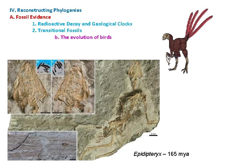 IV. Reconstructing Phylogenies A. Fossil Evidence 1. Radioactive Decay and Geological Clocks 2. Transitional