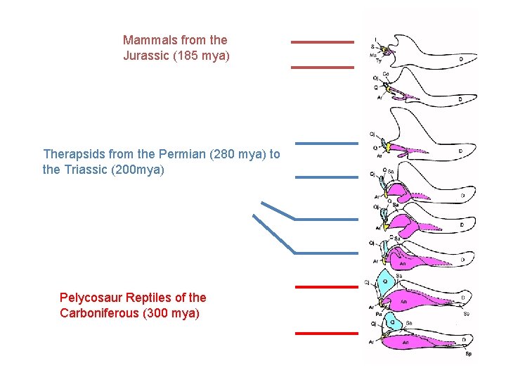 Mammals from the Jurassic (185 mya) Therapsids from the Permian (280 mya) to the