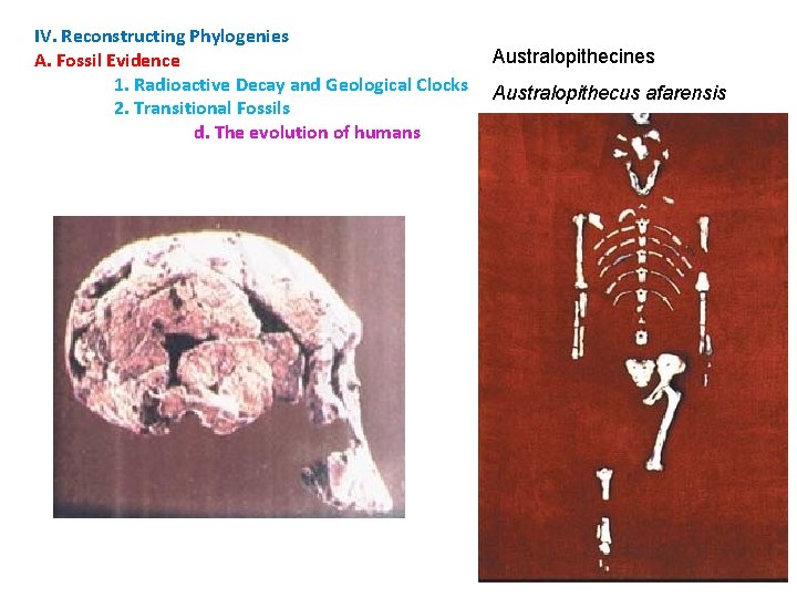 IV. Reconstructing Phylogenies A. Fossil Evidence 1. Radioactive Decay and Geological Clocks 2. Transitional