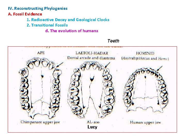 IV. Reconstructing Phylogenies A. Fossil Evidence 1. Radioactive Decay and Geological Clocks 2. Transitional