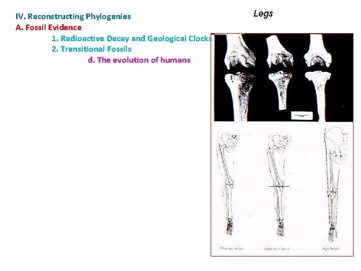 IV. Reconstructing Phylogenies A. Fossil Evidence 1. Radioactive Decay and Geological Clocks 2. Transitional