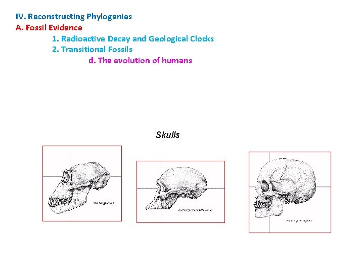 IV. Reconstructing Phylogenies A. Fossil Evidence 1. Radioactive Decay and Geological Clocks 2. Transitional