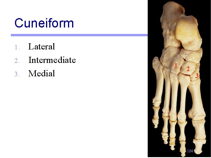 Cuneiform 1. 2. 3. Lateral Intermediate Medial 1 2 104 3 