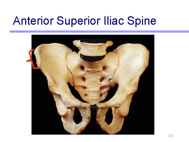 Anterior Superior Iliac Spine 108 