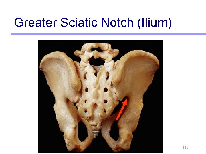 Greater Sciatic Notch (Ilium) 112 