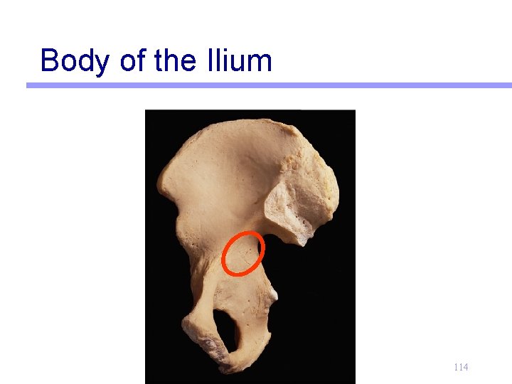 Body of the Ilium 114 