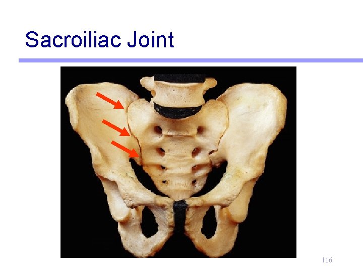 Sacroiliac Joint 116 