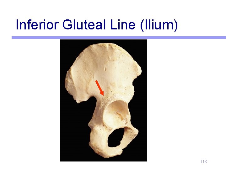 Inferior Gluteal Line (Ilium) 118 