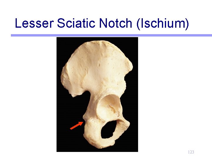 Lesser Sciatic Notch (Ischium) 123 