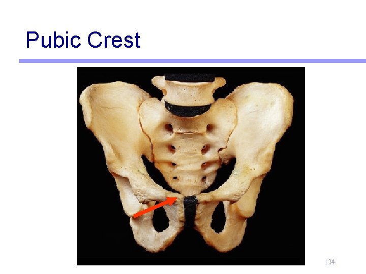 Pubic Crest 124 