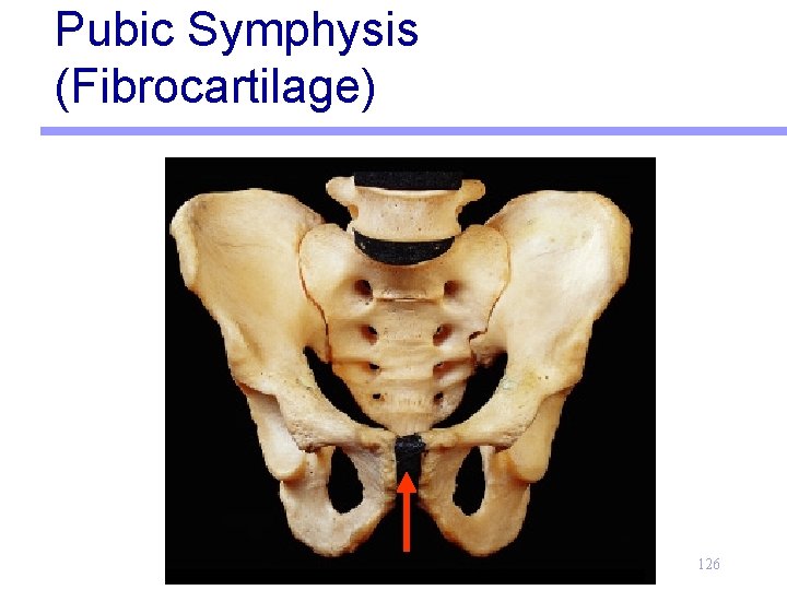 Pubic Symphysis (Fibrocartilage) 126 