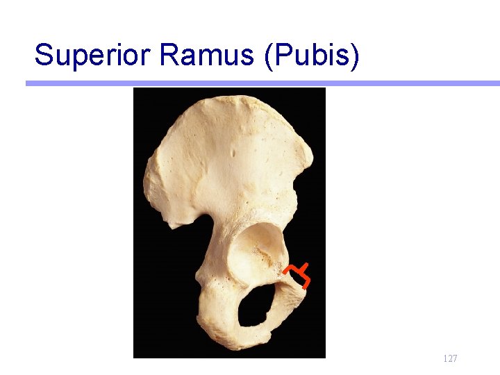 Superior Ramus (Pubis) 127 