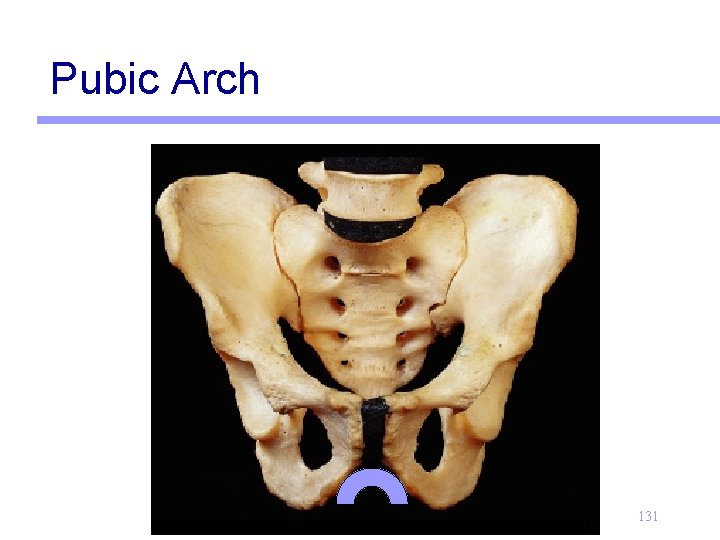 Pubic Arch 131 