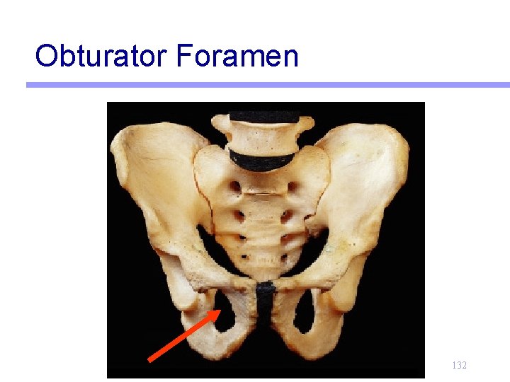 Obturator Foramen 132 