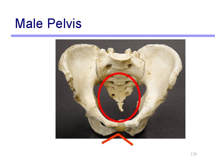 Male Pelvis 134 