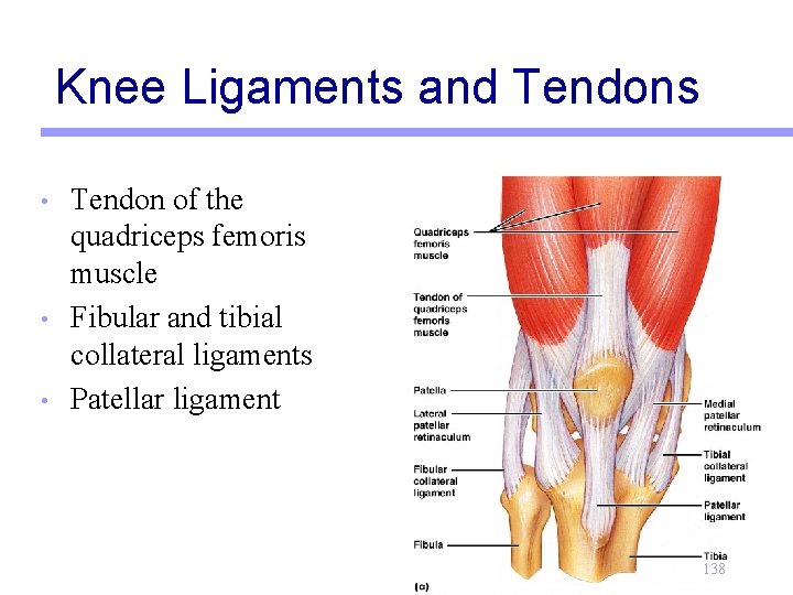 Knee Ligaments and Tendons • • • Tendon of the quadriceps femoris muscle Fibular