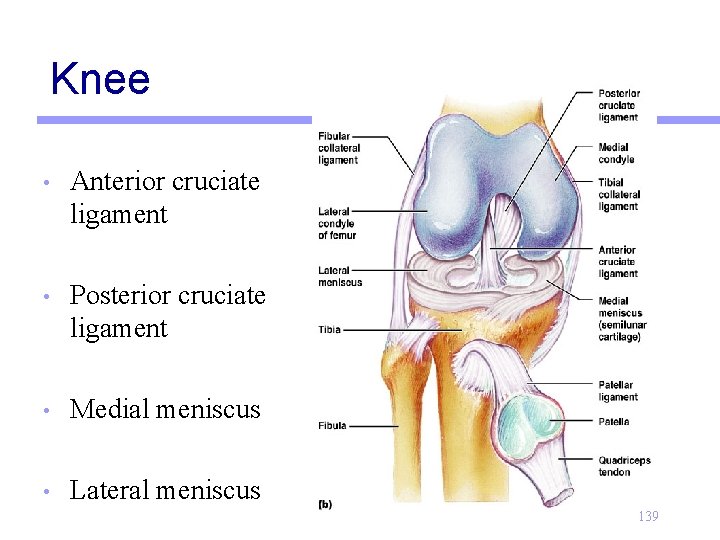 Knee • Anterior cruciate ligament • Posterior cruciate ligament • Medial meniscus • Lateral