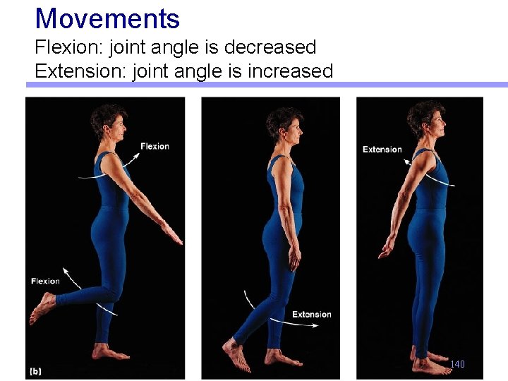 Movements Flexion: joint angle is decreased Extension: joint angle is increased 140 