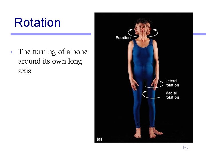 Rotation • The turning of a bone around its own long axis 143 