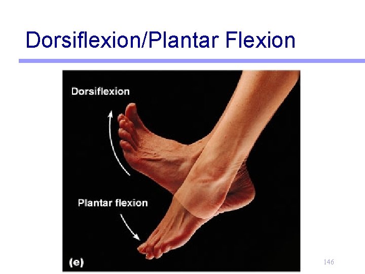 Dorsiflexion/Plantar Flexion 146 