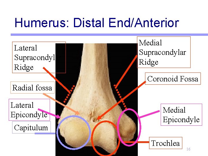 Humerus: Distal End/Anterior Lateral Supracondylar Ridge Radial fossa Lateral Epicondyle Capitulum Medial Supracondylar Ridge