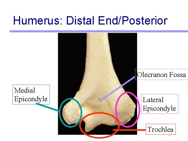 Humerus: Distal End/Posterior Olecranon Fossa Medial Epicondyle Lateral Epicondyle Trochlea 17 