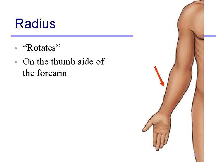 Radius • • “Rotates” On the thumb side of the forearm 18 