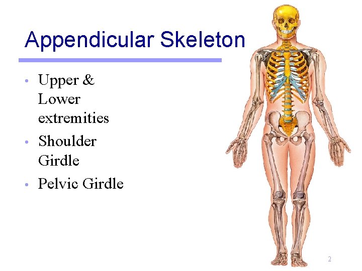 Appendicular Skeleton • • • Upper & Lower extremities Shoulder Girdle Pelvic Girdle 2
