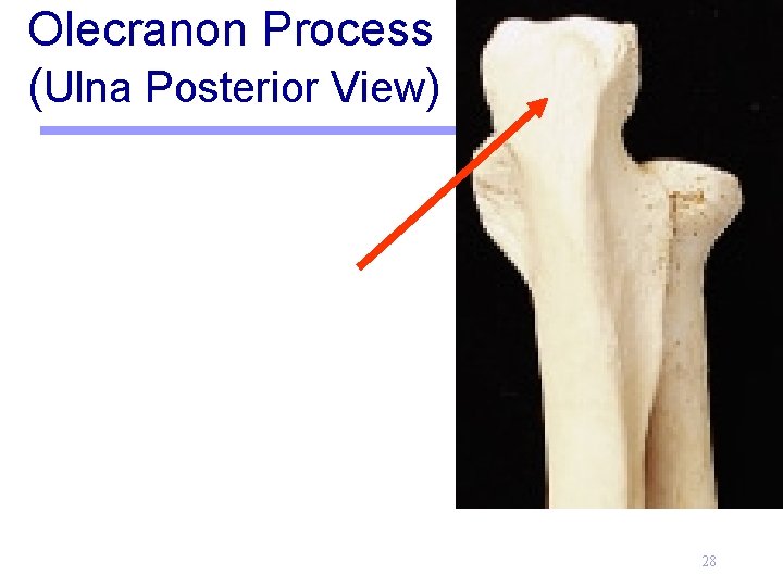 Olecranon Process (Ulna Posterior View) 28 