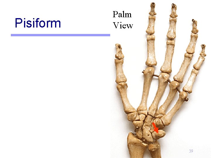 Pisiform Palm View 39 