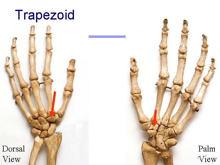 Trapezoid Dorsal View Palm 41 View 