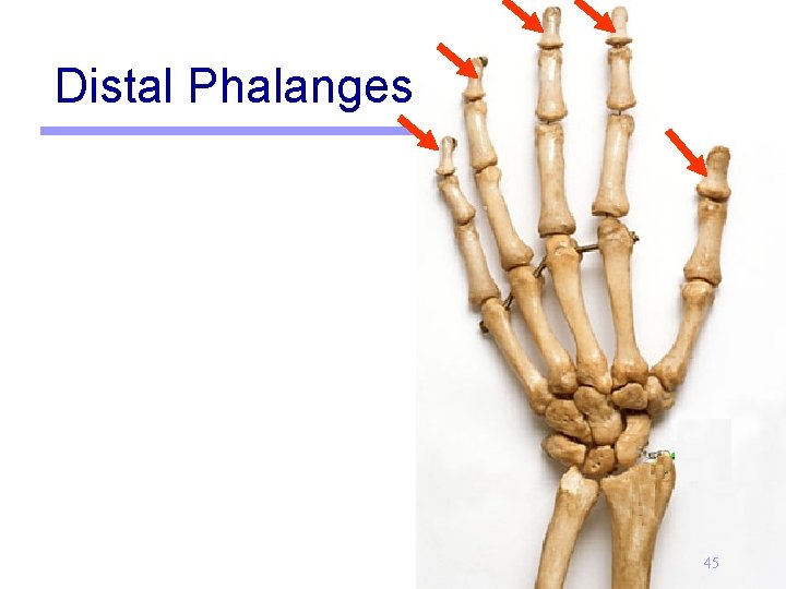 Distal Phalanges 45 