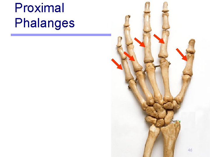 Proximal Phalanges 46 