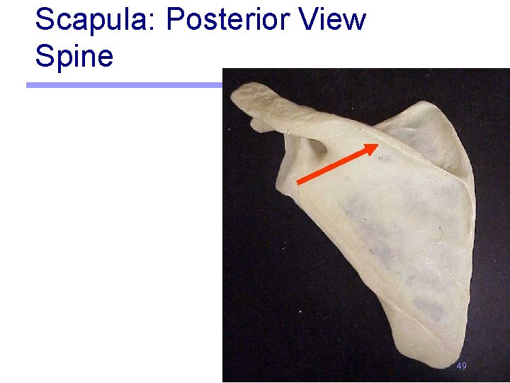 Scapula: Posterior View Spine 49 
